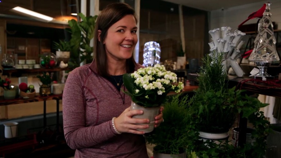 Easy Holiday Plant Gift Ideas for Christmas