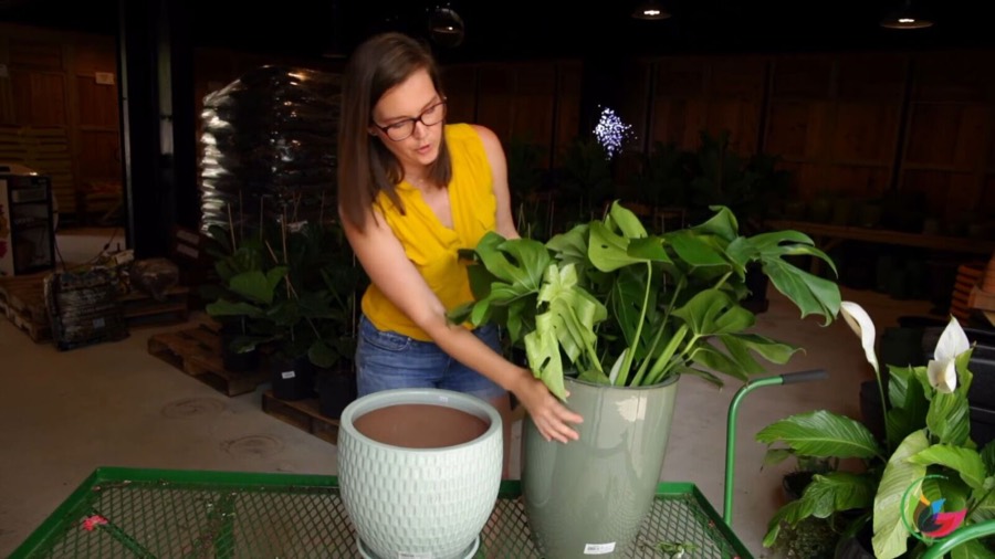 How to Display a Monstera Plant in Your Home