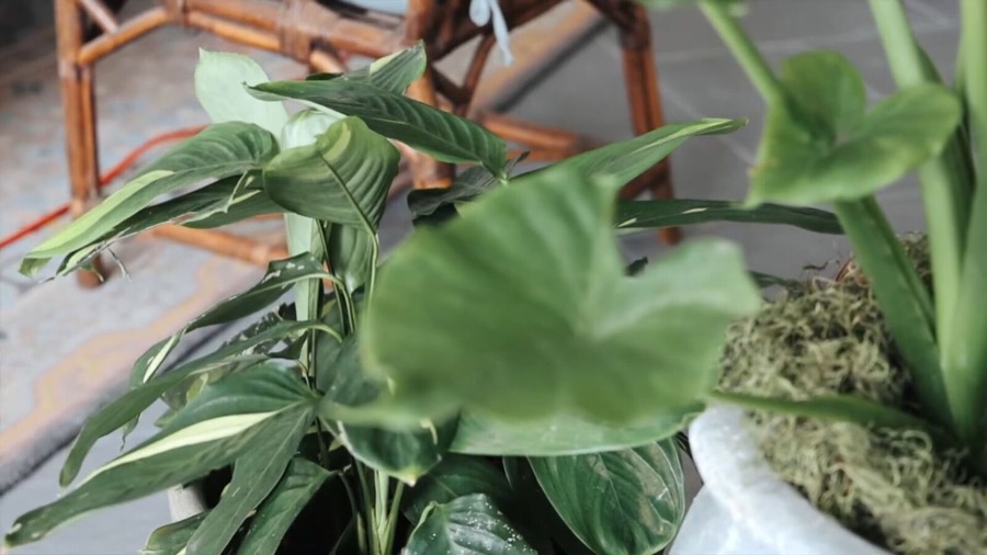 How to Find Better-Value Houseplants in the Outdoor Section